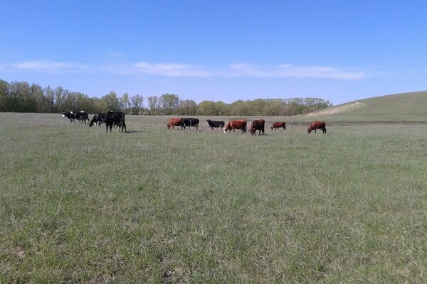 Champ vert avec des vaches qui paissent