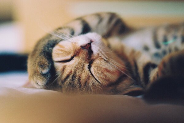 Striped cat sleeps to the top with his paw