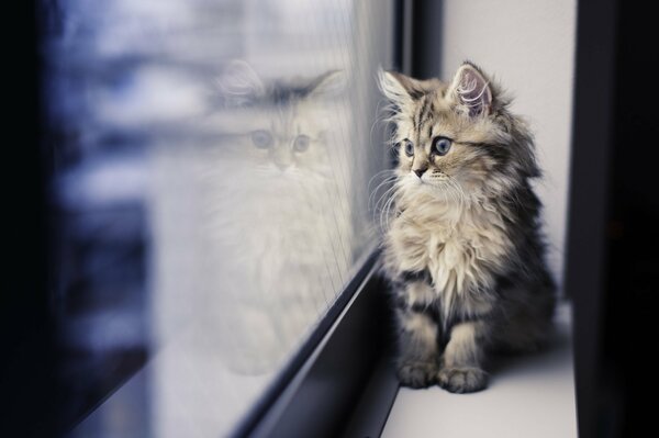 Mały kotek patrzy przez okno