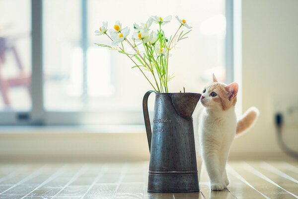 The cat likes white daisies