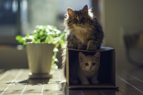 Zwei Kätzchen spielen mit einer Box