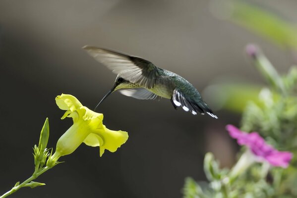 El colibrí come néctar