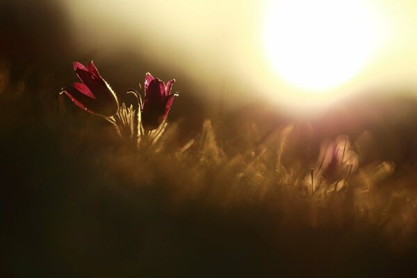 Due tulipani rossi al tramonto