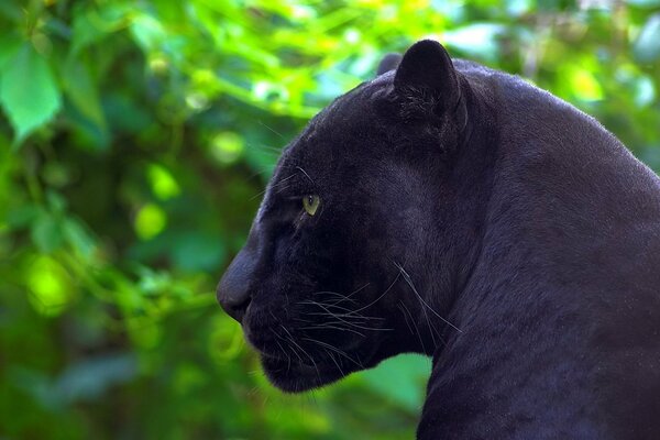 Schwarzer Panther auf einem Hintergrund von grünen Bäumen