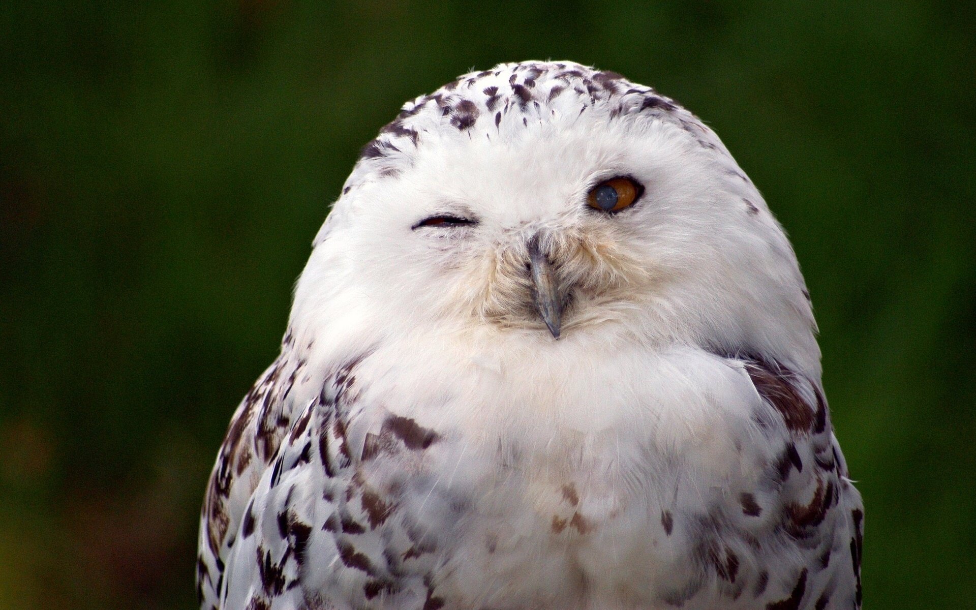 vogel weiße eule polareule