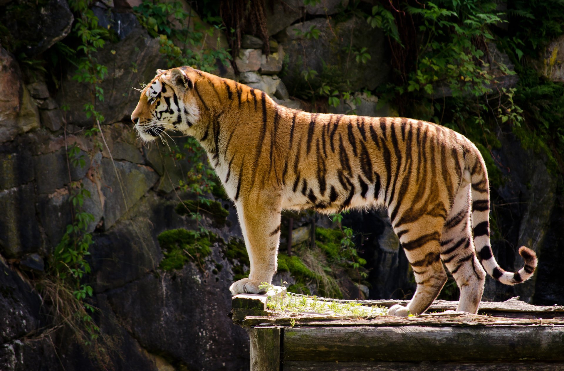 animal tigre vue prédateur profil couleur pattes