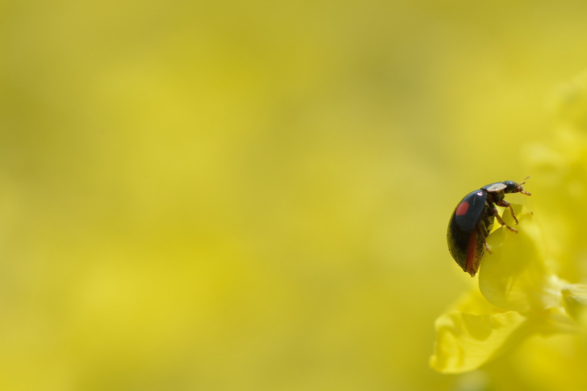 flower yellow background ladybug insect