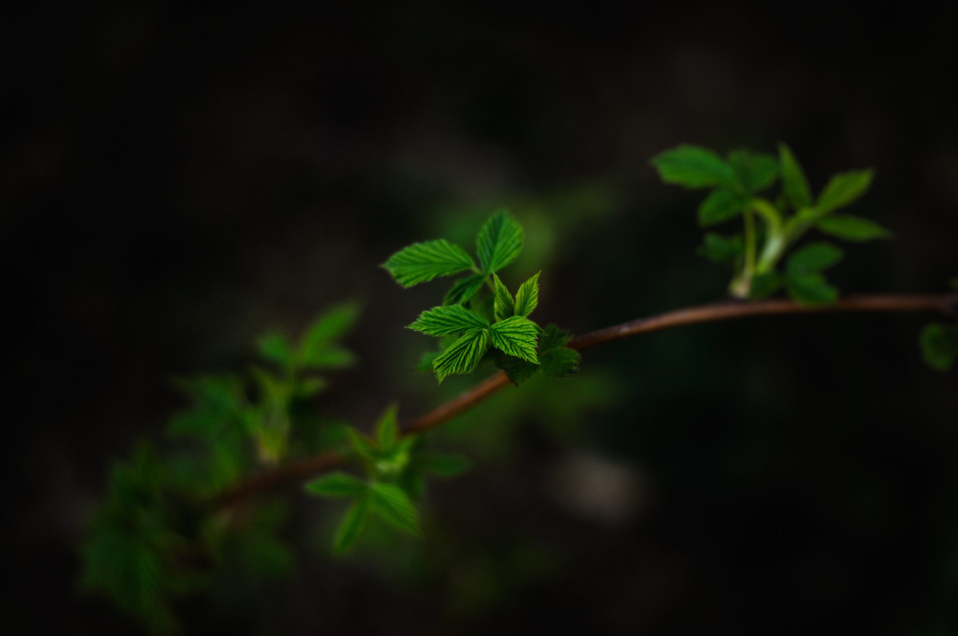 feuilles branche fond sombre macro