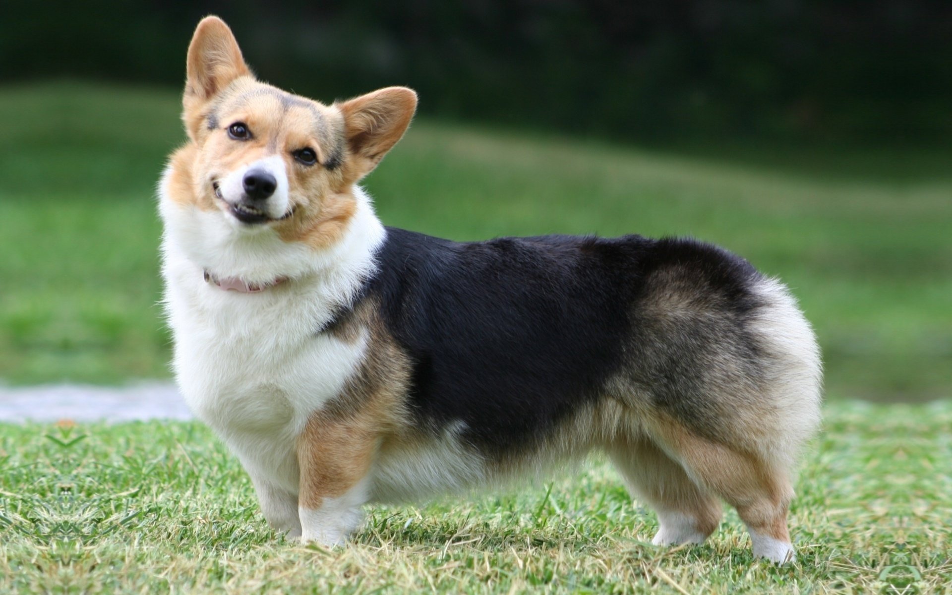 welsh corgi hund welsh corgi pembroke maulkorb pembroke