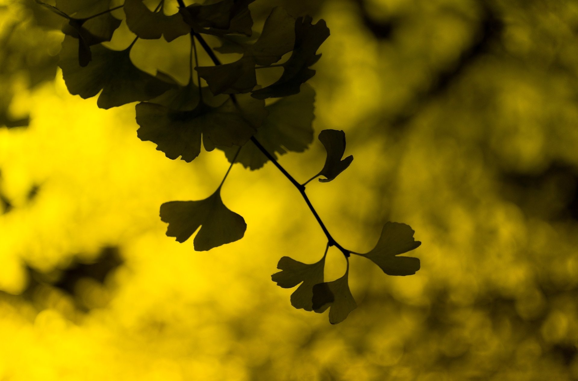 gros plan jaune folioles bokeh folioles feuilles vert