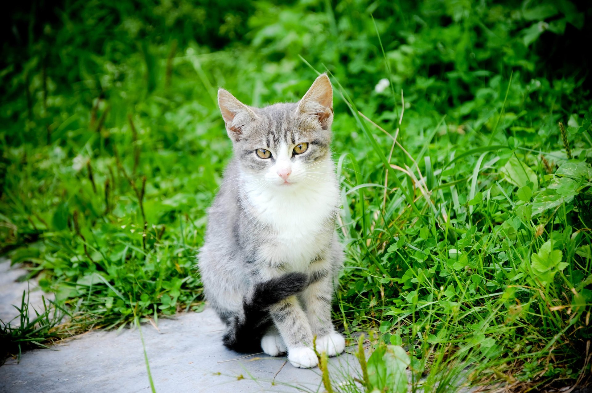 chat naturel moustache fond chat pattes queue