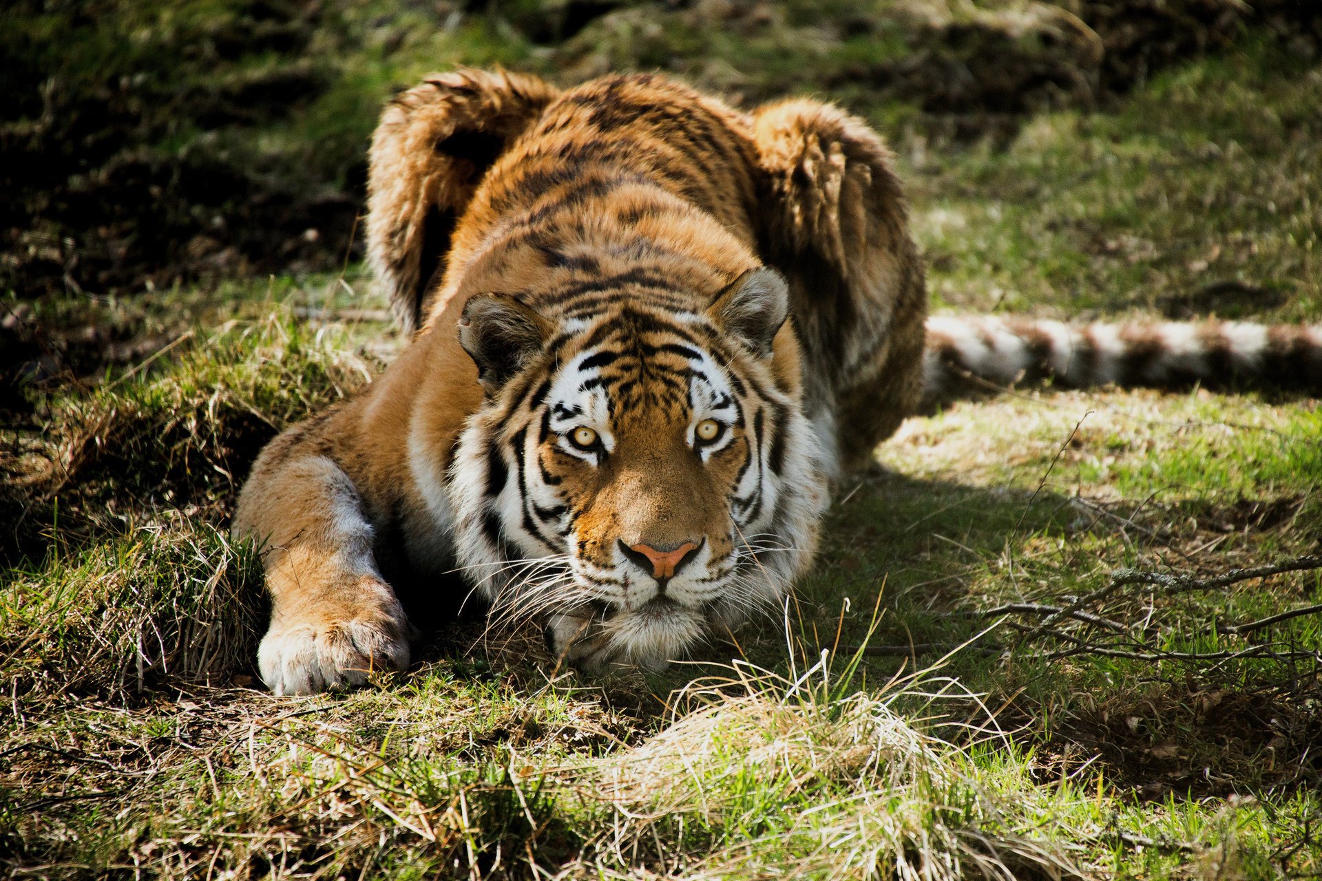 tiger lying grass predator hunting