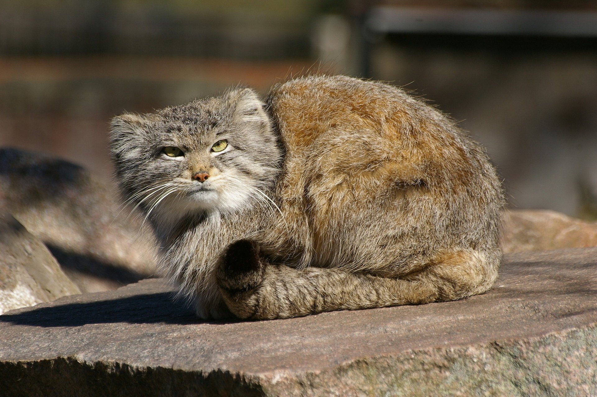 дикая кошка манул хищник палласов кот