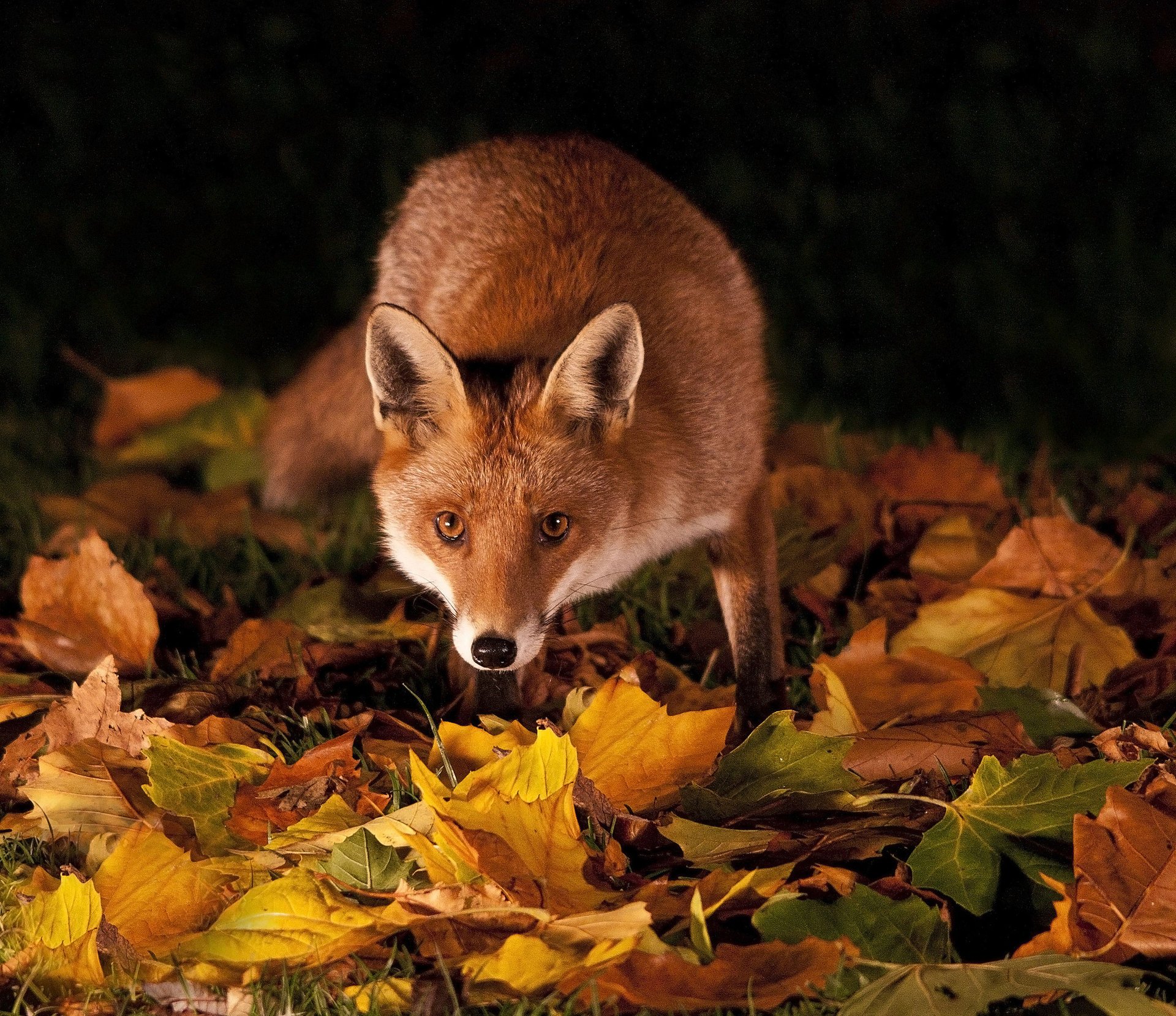 herbe feuilles rousse nuit automne renard