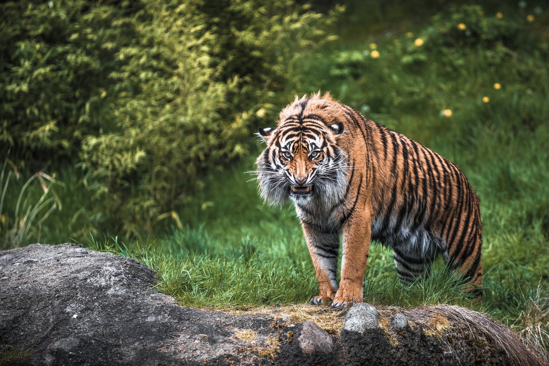 tigre depredador gato salvaje ira rabia