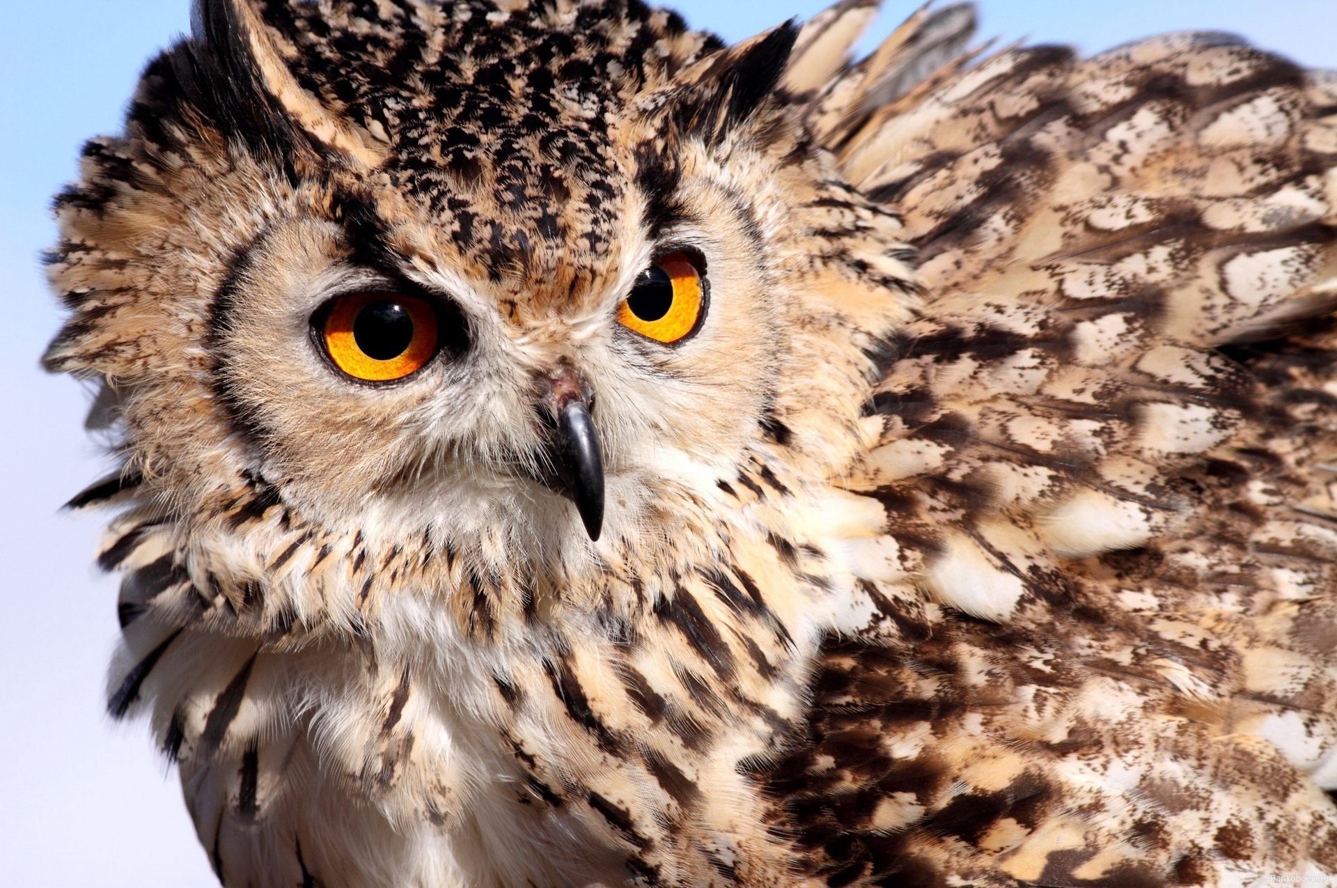 owl eyes color owl feather