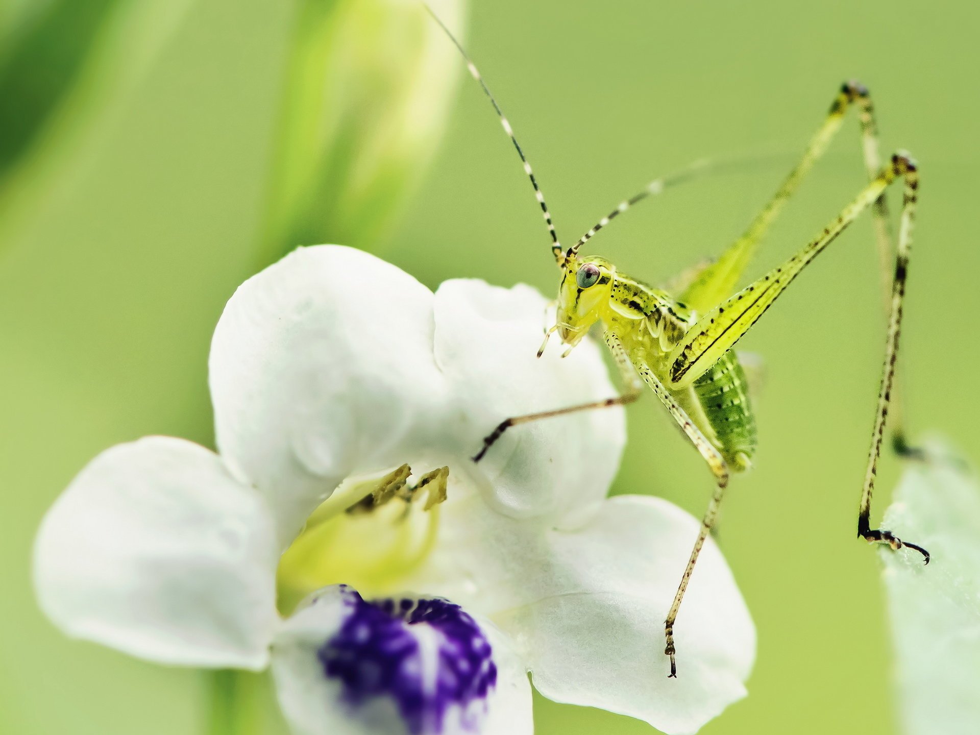 makro kwiat owad natura