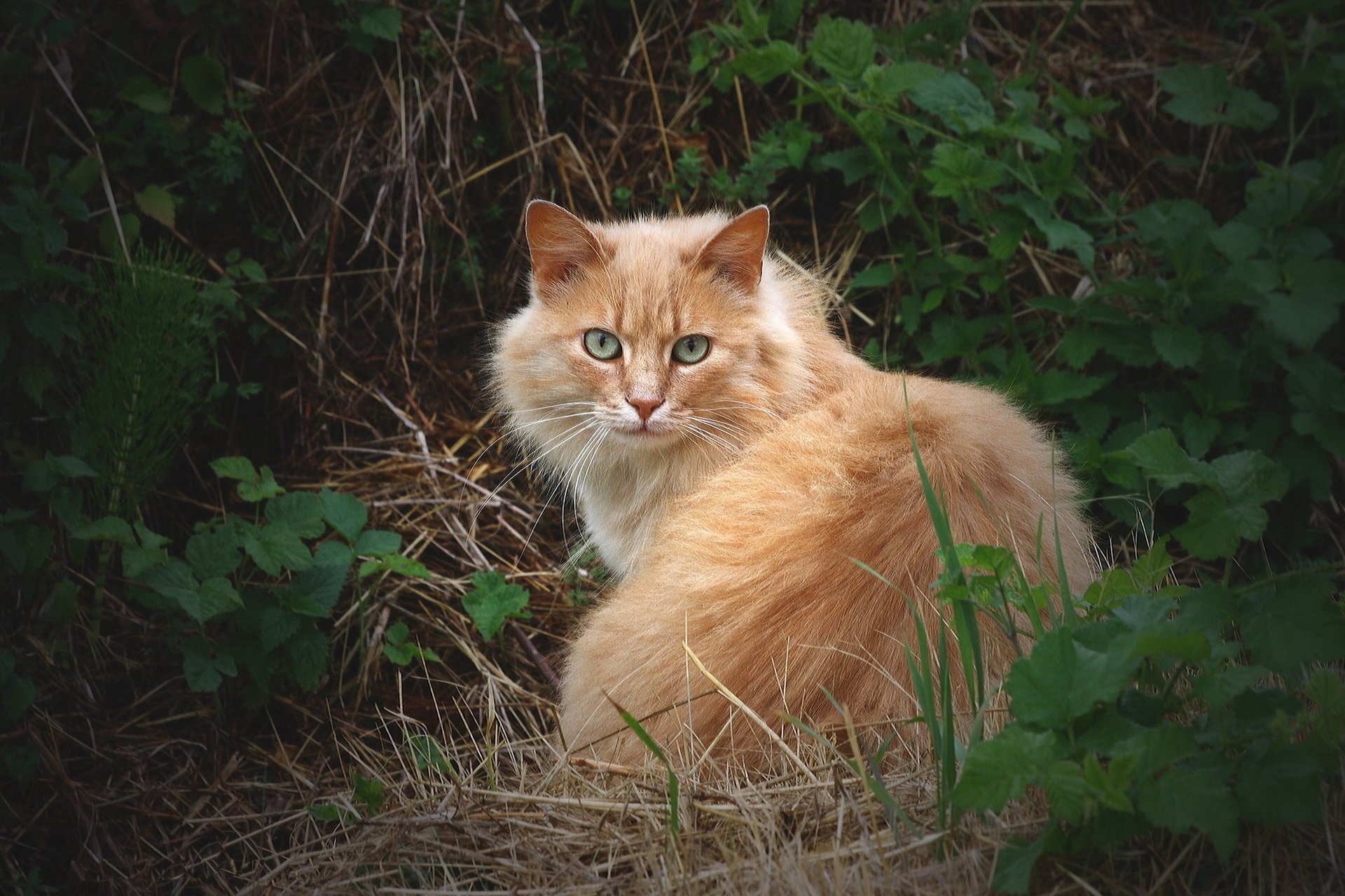 herbe vue roux chat moelleux chat