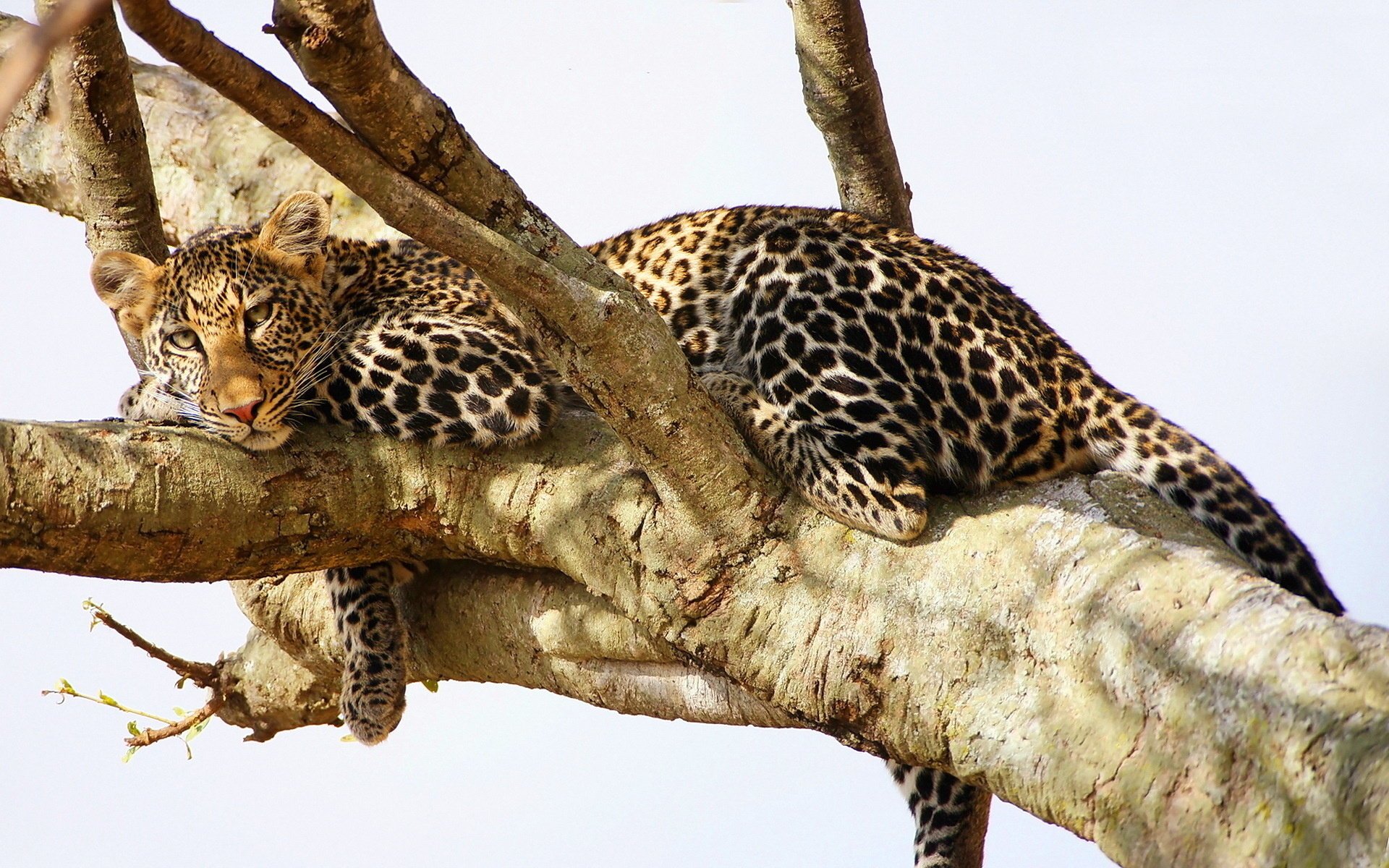 leopard raubtier ruhe baum blick