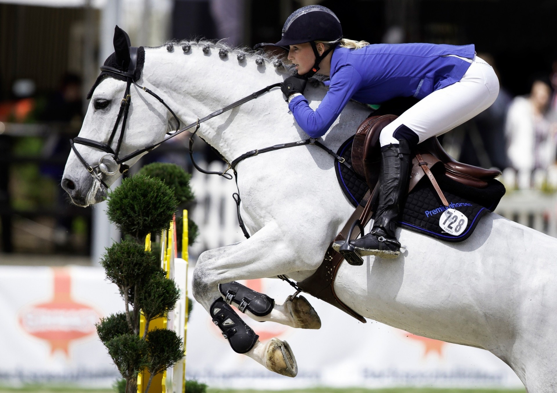 saut d obstacles équestre cavalier