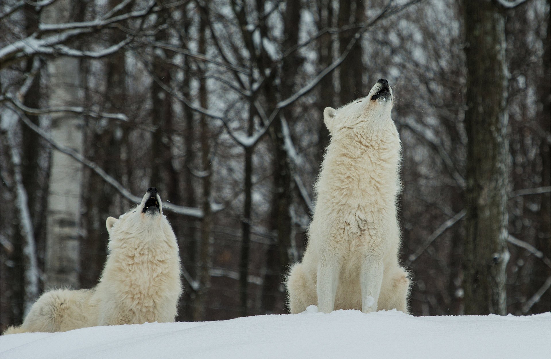 las śnieg białe wilki dwa polarne zima