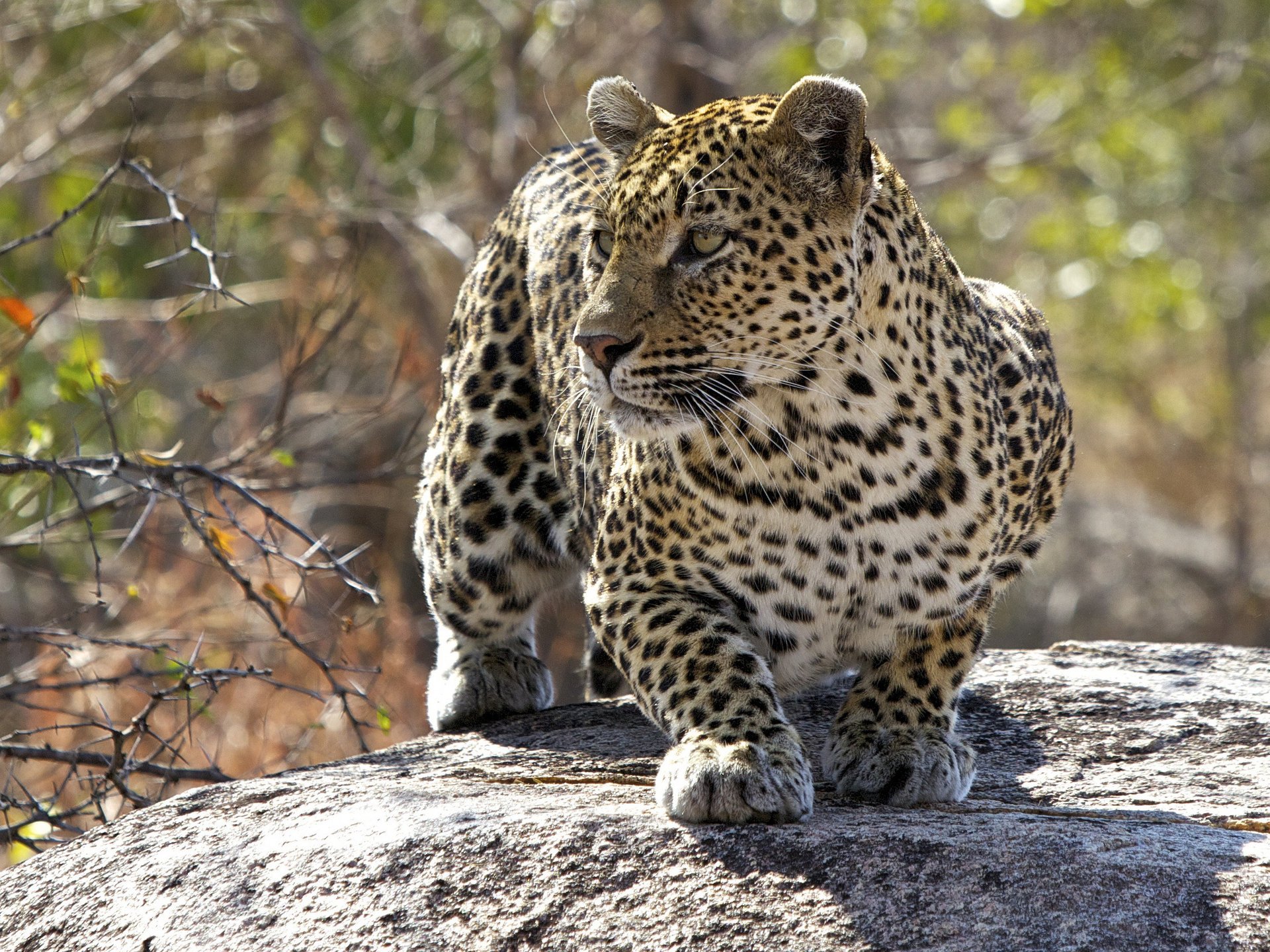 leopardo predatore gatto