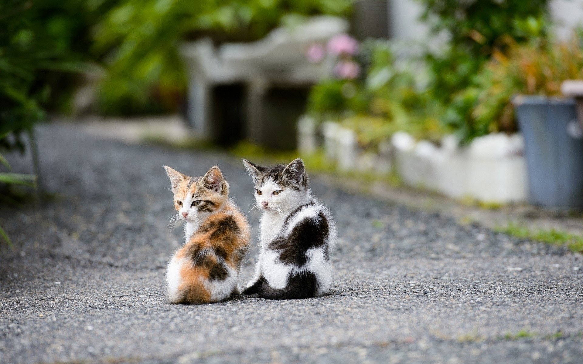 rue route regarder chatons