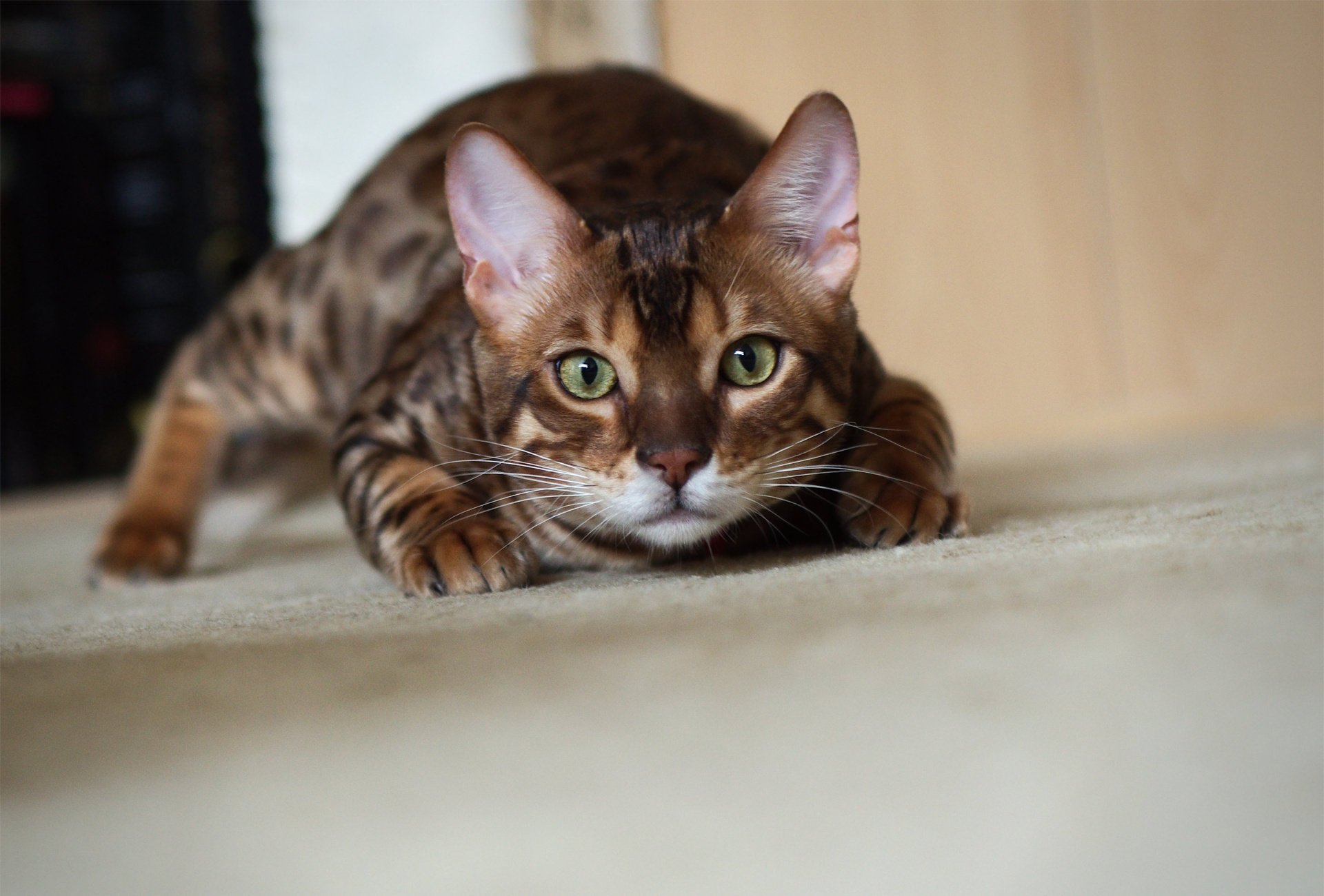 kote cat sneaks bengal