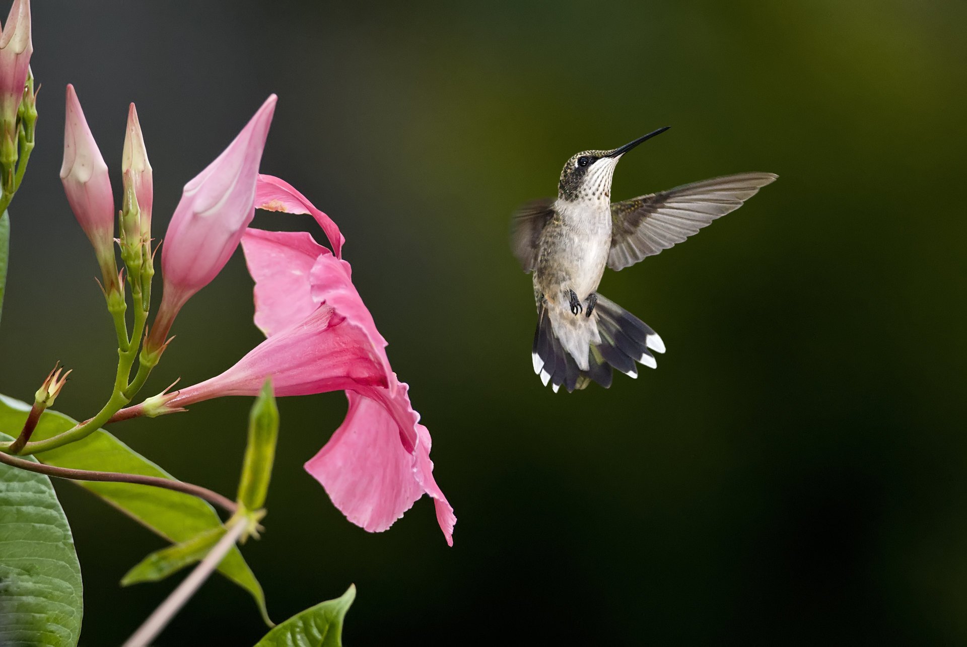 uccello rosa fiore colibrì sfocatura