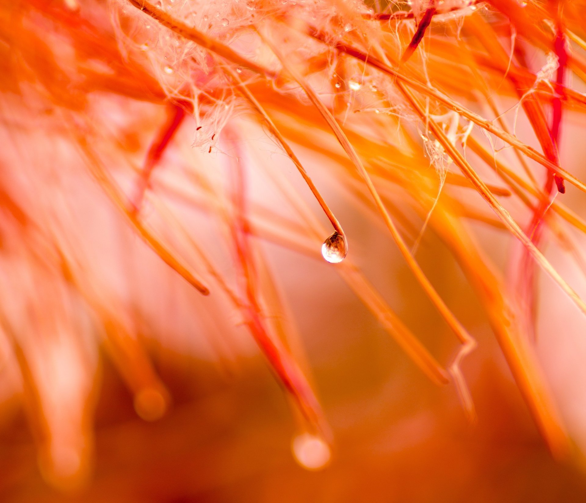 herbst makro farben wasser regen tropfen