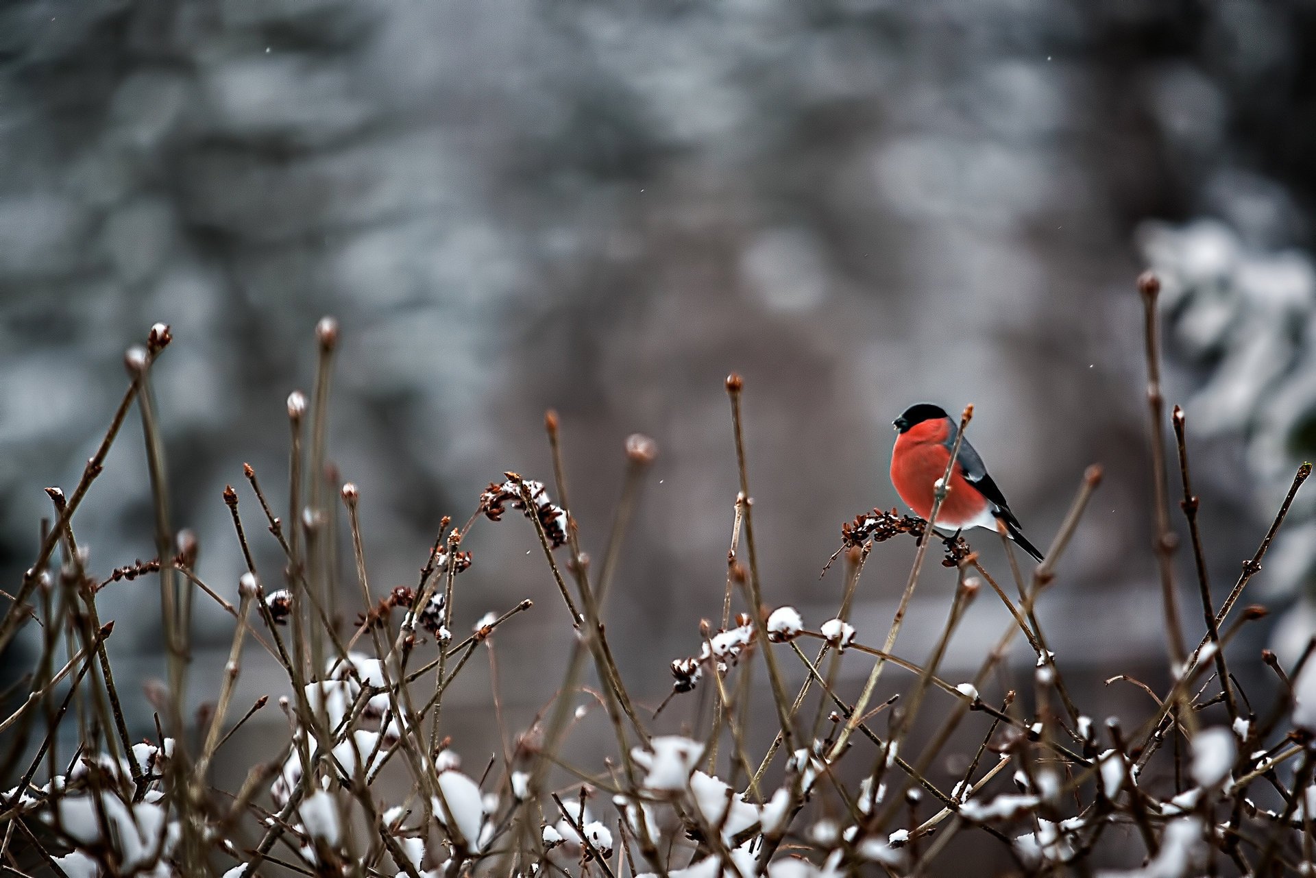 bouvreuil oiseau branches neige