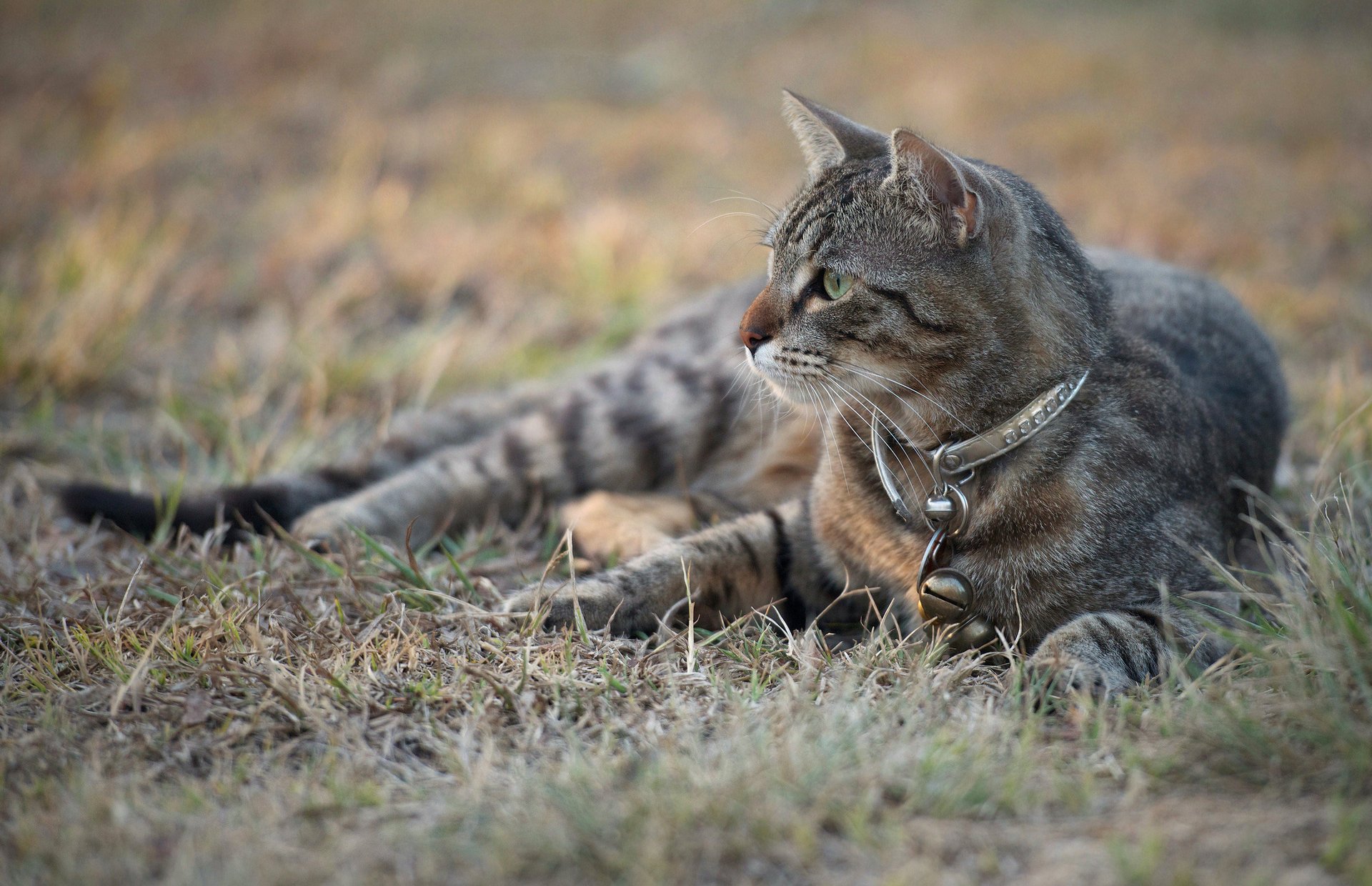 herbe gris chat collier vue chat