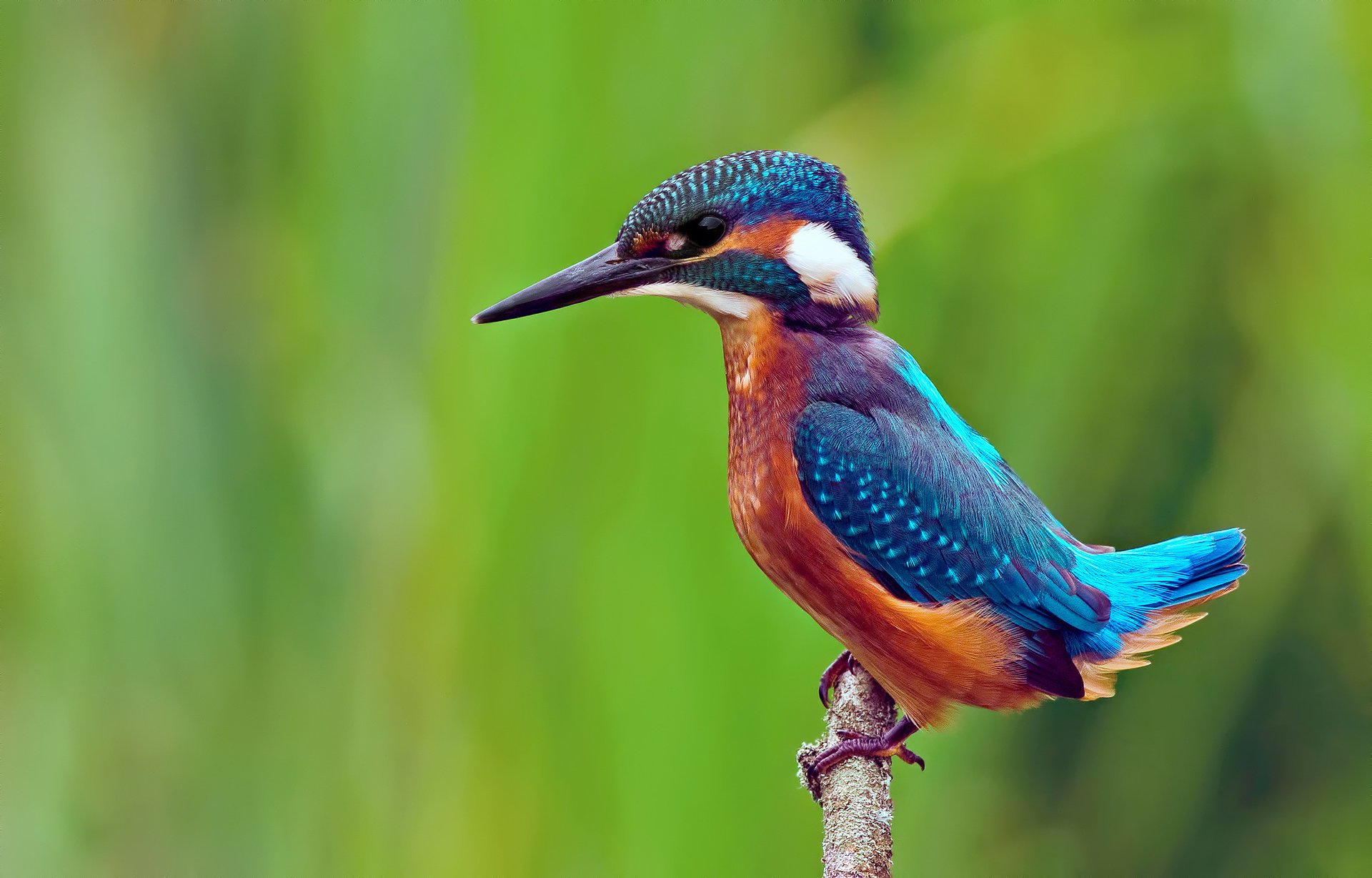 bird branch kingfisher alcedo atthis common kingfisher