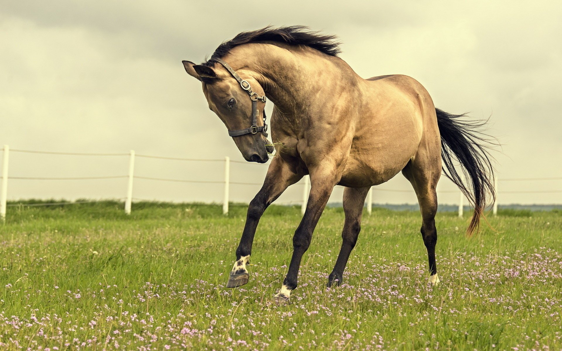 horse nature field