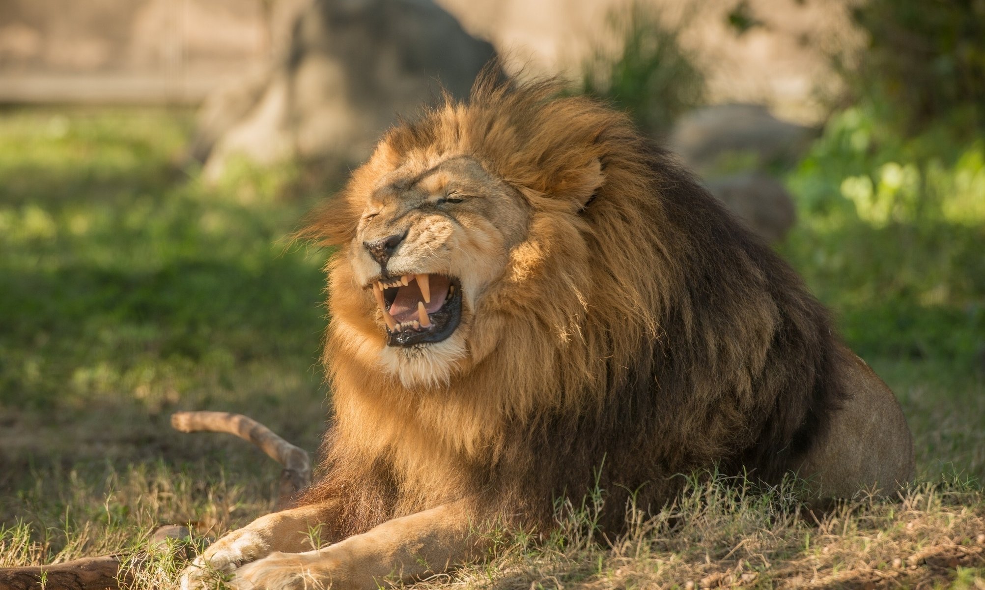 leone ringhio predatore re degli animali criniera