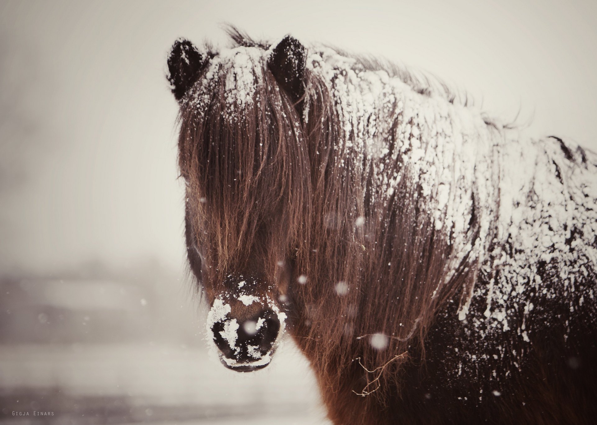 cheval cheval neige crinière