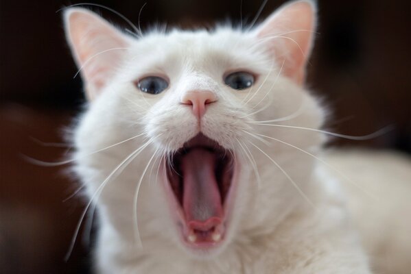 The mouth of a white fluffy cat