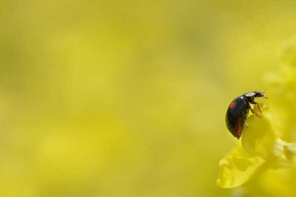 Coccinelle noire sur fond jaune