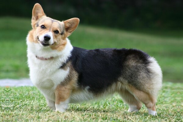 Incroyable chien Corgi se promène sur la pelouse