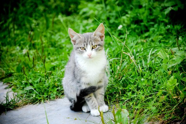 Flauschige Katze ging spazieren