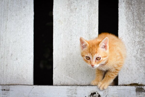 Gato rojo en el fondo de la cerca para el ordenador