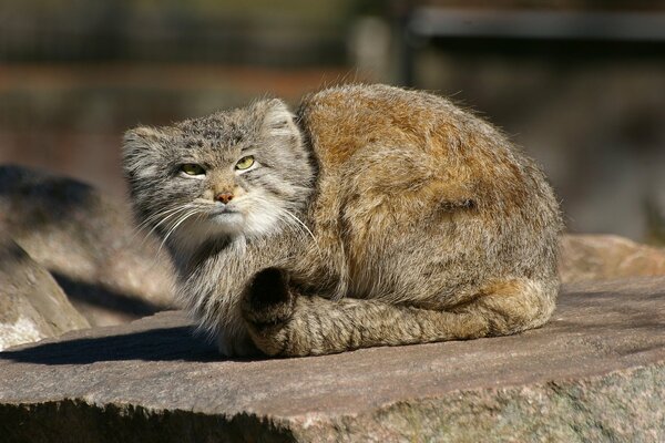 Schickes und anmutiges Raubtier Manul