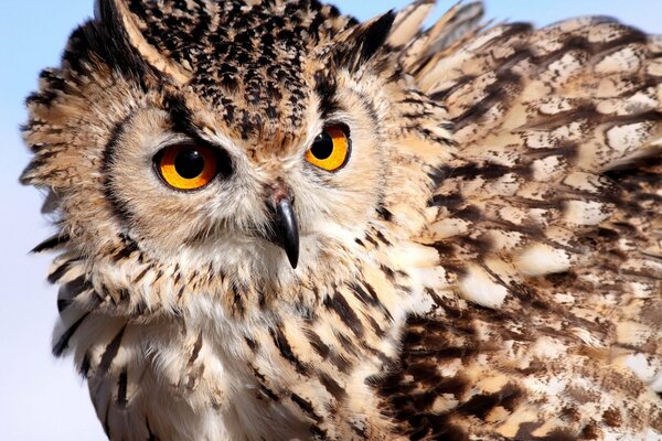 Hibou à plumes avec un regard d ambre