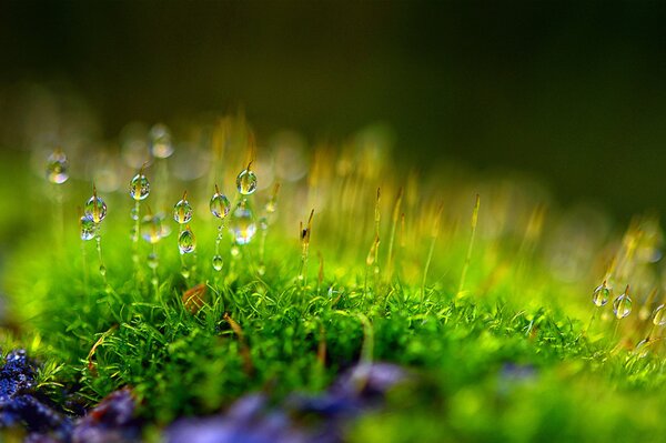 Dew drops on moss with a blurred background