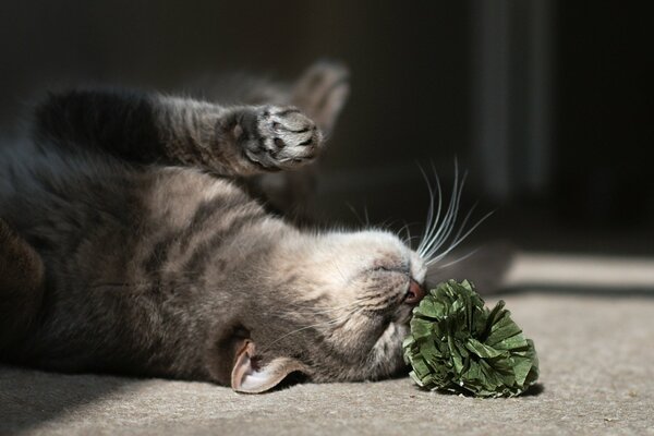 Verspielte Katze auf dem Boden mit einer Blume