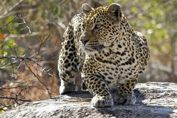 Leopard erstarrte in Erwartung der Beute