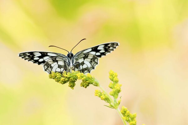 Czarno-biały motyl na żółtym tle