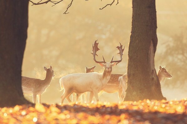 A flock of deer in nature against the background of tree trunks