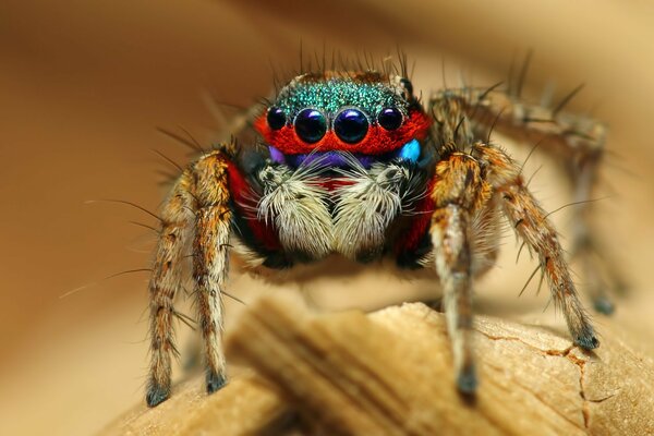 Spectacular macro shooting of a spider