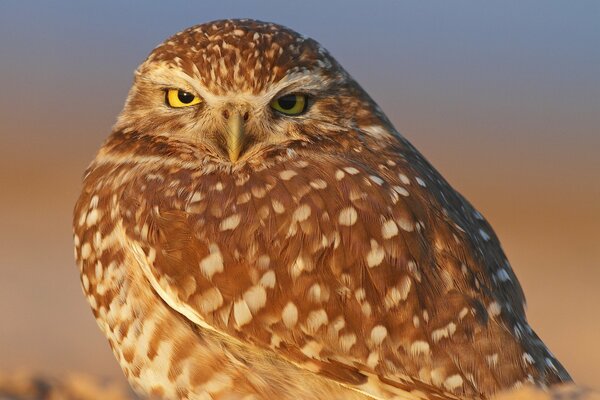 The view of the spotted owl is approximate